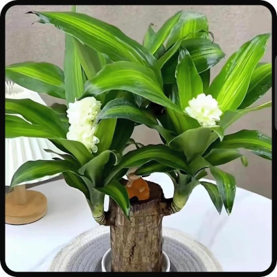 Pinak Mini Brazalian wood(Pack of 1)