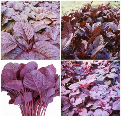 RAINBOWRAGA Organic Red spinach Vegetable Seed For Garden Seed(100 per packet)