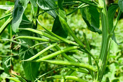 XOLDAA CLUSTER BEANS SEEDS Seed(50 per packet)