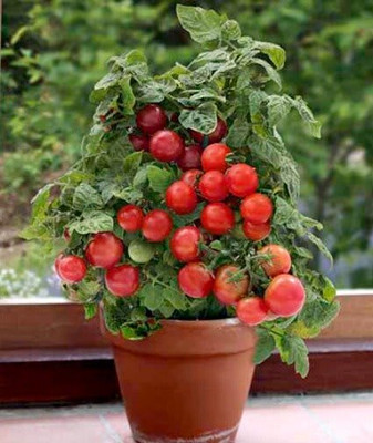 DEYS AGRO ™ High Yield Tomato Seeds for Home Garden Seed(110 per packet)