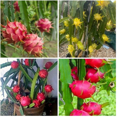 wequality Hybrid Dragon fruit seeds for plant Seed(41 per packet)