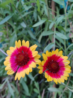 Qualtivate HUA-38 Gaillardia Aristata Blanket Flower Seeds Seed(50 per packet)