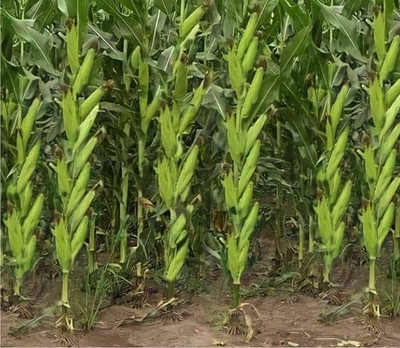 HYBRID 1kg corn/ maize seeds highest yield variety long bhutta best quality Seed(1 per packet)