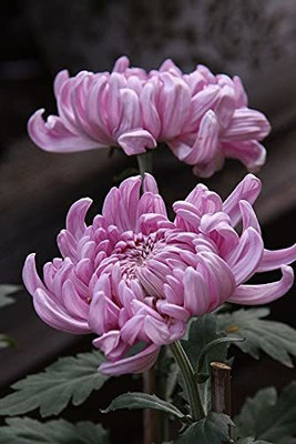 WILLVINE XL-424 Chrysanthemum Pink colour F1 Hybrid Seeds Seed(25 per packet)