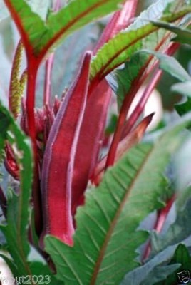 Qualtivate PUA5-A Red-okra Spineless,heirloom Seeds Seed(350 per packet)