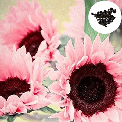 CYBEXIS PAU-79 - Pink Sunflower - (150 Seeds) Seed(150 per packet)