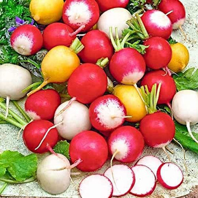 CYBEXIS NDIR-85 - Radish Rainbow Mix - (250 Seeds) Seed(250 per packet)