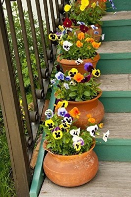 CYBEXIS Pansy Melanium Garden Seeds Of Flowers Garden Seeds Packet Seed(50 per packet)