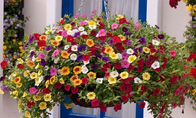 KANAYA Petunia Mix Seed(140 per packet)