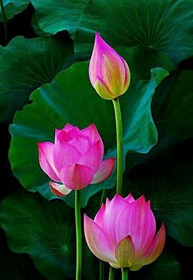 plantn future water lili seed, lotus Seed(18 per packet)