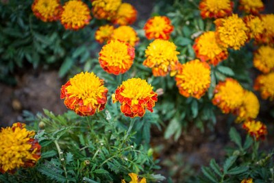 xcentax marigold/gende ka phool flower seeds Seed(50 per packet)