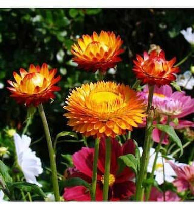 Aywal Helichrysum Seed(10 per packet)