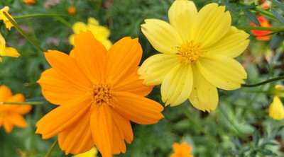 Quentova Cosmos Mix-4F-VDI Seed(50 per packet)