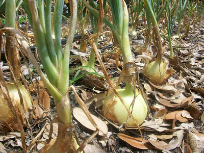 WILLVINE SYN -XII Early White Grano PRR Onion Seeds [10g] Seed(7500 per packet)