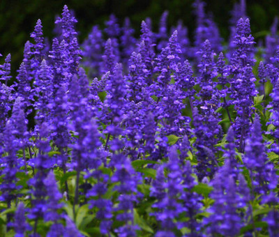 WILLVINE VXI-424 Salvia Viridis, Blue Monday Sage Seeds Seed(200 per packet)