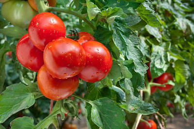 ZIXA tomato Seed(70 per packet)