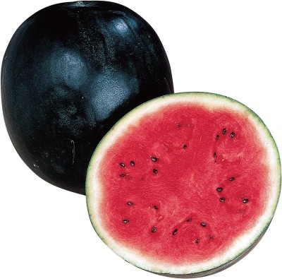 CYBEXIS PAU-79 - Sugar Baby Watermelon - (450 Seeds) Seed(450 per packet)