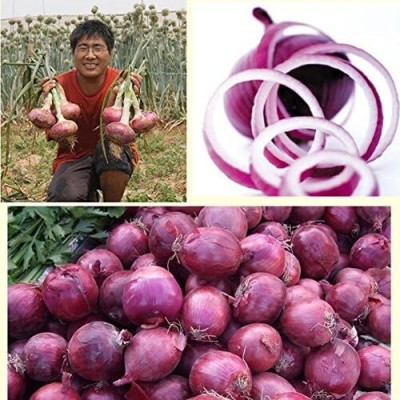 KNESSiN Spring Red Onion Seed(200 per packet)