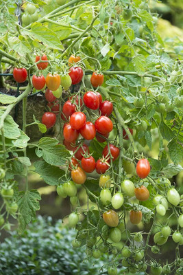 WILLVINE Tiny Tim Dwarf Heirloom Cherry Tomato [10g, 3000 Seeds] Seed(3000 per packet)