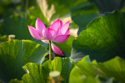 ReBuy lotus,kamal gatta Seed(14 per packet)