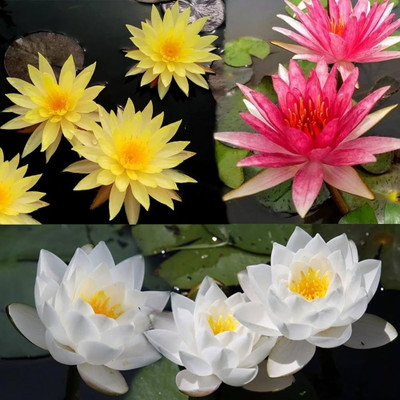 ibains Seeds of water lily Seed(70 per packet)