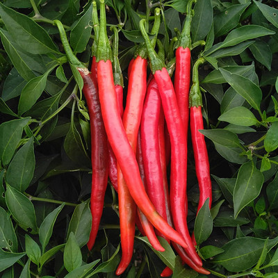 KNESSiN Red Chilli Seed(200 per packet)