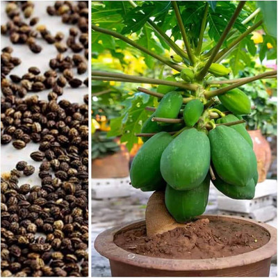 BISWAS Thai Papaya Seeds Hybrid Variety Dwarf Fruit Seed(360 per packet)