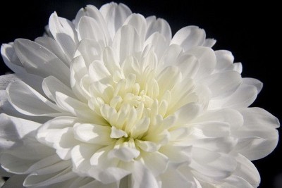 U-GROW INDIA White Double Chrysanthemum Flower, Guldaudri Flowers Seed(70 per packet)