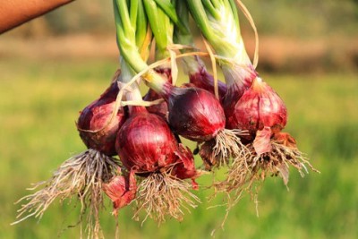 DEYS AGRO ™ onion seeds N-54 RED, NASIK f1 hybrid onion seeds, onion vegetable plant seeds Seed(122 per packet)