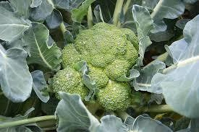 Seedsqlty Broccoli seeds for sprouts, high germination (10 seeds) Seed(20 per packet)
