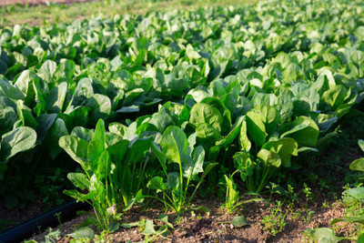 AFARTIOBINA 55 PCS SPINACH SEEDS-A02 Seed(55 per packet)