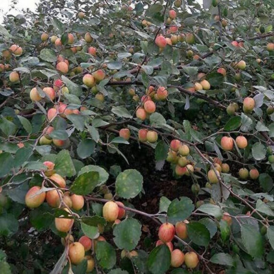 Aywal Apple Seed(13 per packet)