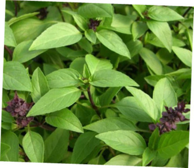 VibeX TLX-58 - Siam Queen Thai Basil - (4500 Seeds) Seed(4500 per packet)