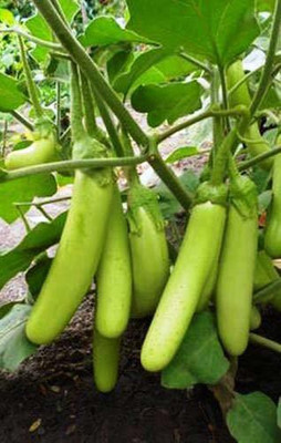 KANAYA Long Green Variety Big Brinjal F1 Hybrid Seed(400 per packet)
