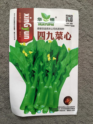 CYBEXIS Choy Sum Chinese Flowering Cabbage500 Seeds Seed(500 per packet)