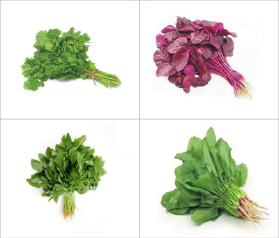 KNESSiN Spinach, Red Amaranthus, Green Amaranthus & Coriander Seeds Seed(200 per packet)
