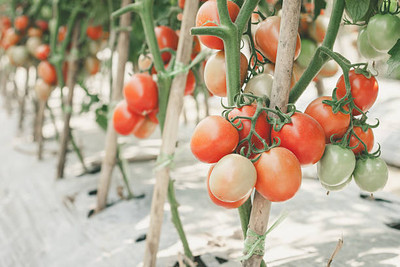 ALPHONSO MANGO TREE tomato Seed(130 per packet)