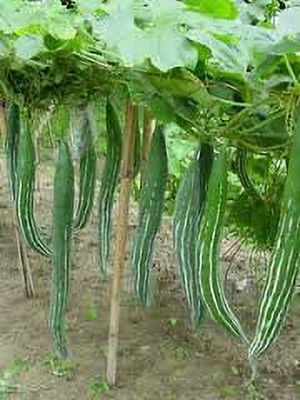 Aywal Snake Gourd Chachinda Seed(41 per packet)