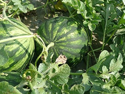 CHILLATAI Hybrid Water Melon Seed / Puchakaya Seeds / Tharboosani Seed(20 per packet)