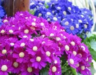 Aywal Cineraria Mix Colour Hybrid Flower Seed(100 per packet)