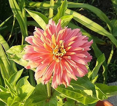 CYBEXIS Rose Giant Cactus Zinnia Seeds Seed(1 g)