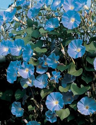 ZIXA Ipomea Morning Glory Seed(20 per packet)