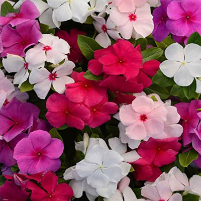 ibains Periwinka vinca seed Seed(79 per packet)