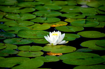 ibains Water lily flower bulbs seed Seed(6 per packet)