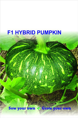 Qualtivate HUA-5A Pumpkin Kaddu Hybrid Seeds Seed(50 per packet)