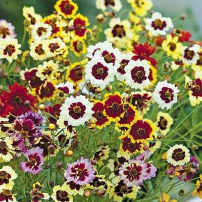 Lorvox Coreopsis flower Seed(10 per packet)