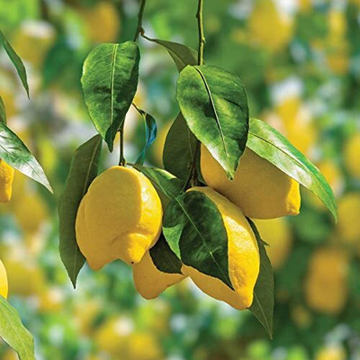 CRGO LEMON , NIMBU Seed(35 per packet)