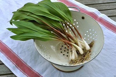 KNESSiN Easy to Grow Wild Leek Ramp Seeds For Planting-(300 Seeds) Seed(300 per packet)