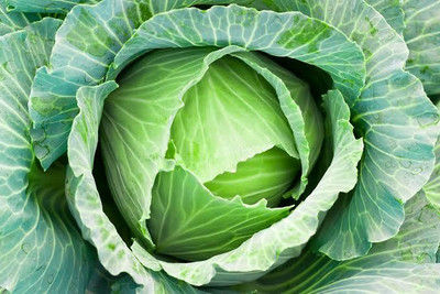Greenfall Deshi Cabbage Seed(50 per packet)
