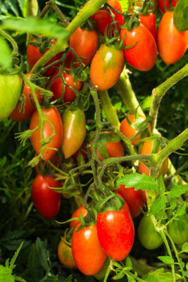 ASTRO HUB tomato Seed(115 per packet)